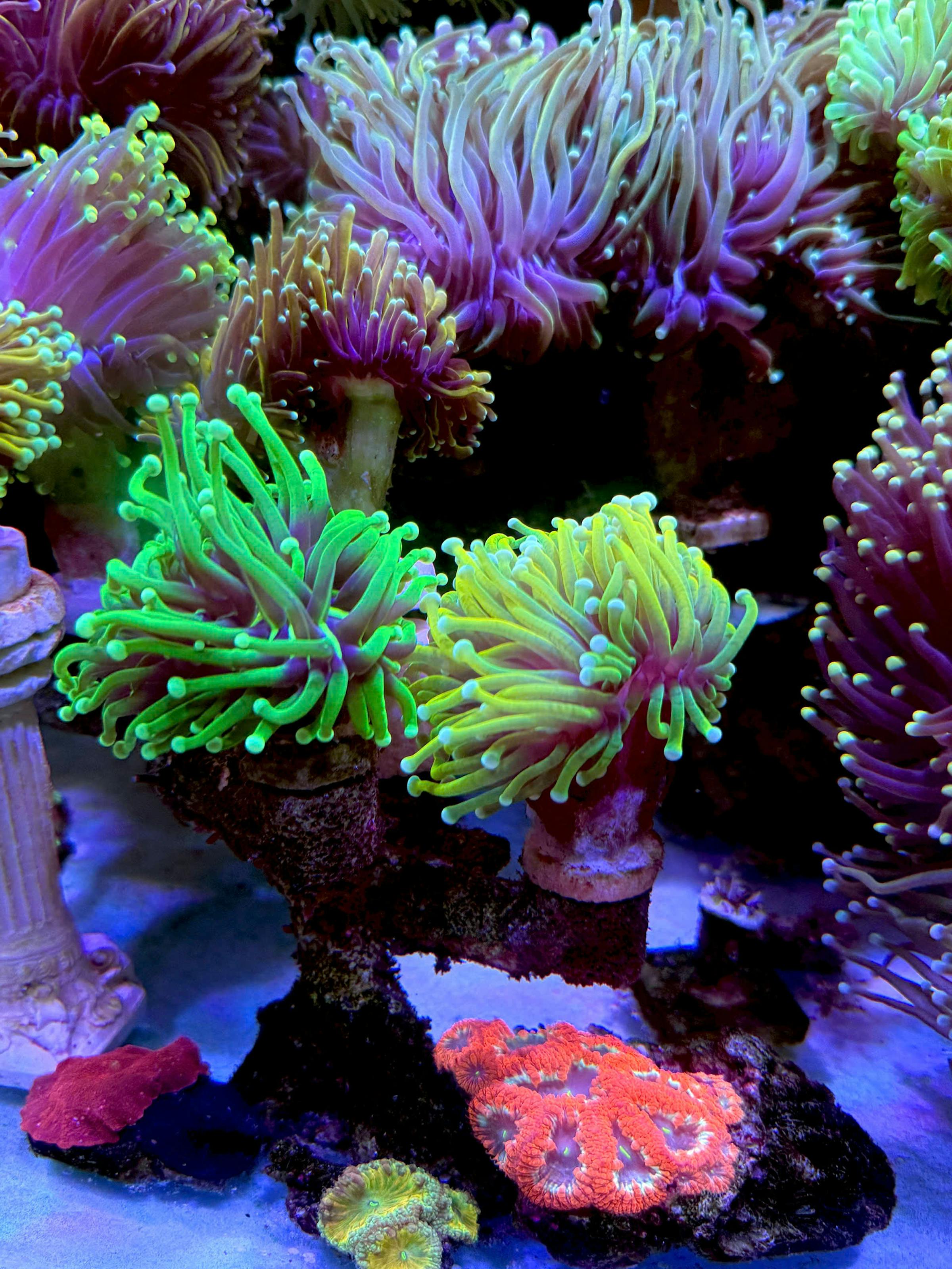 Reef aquarium