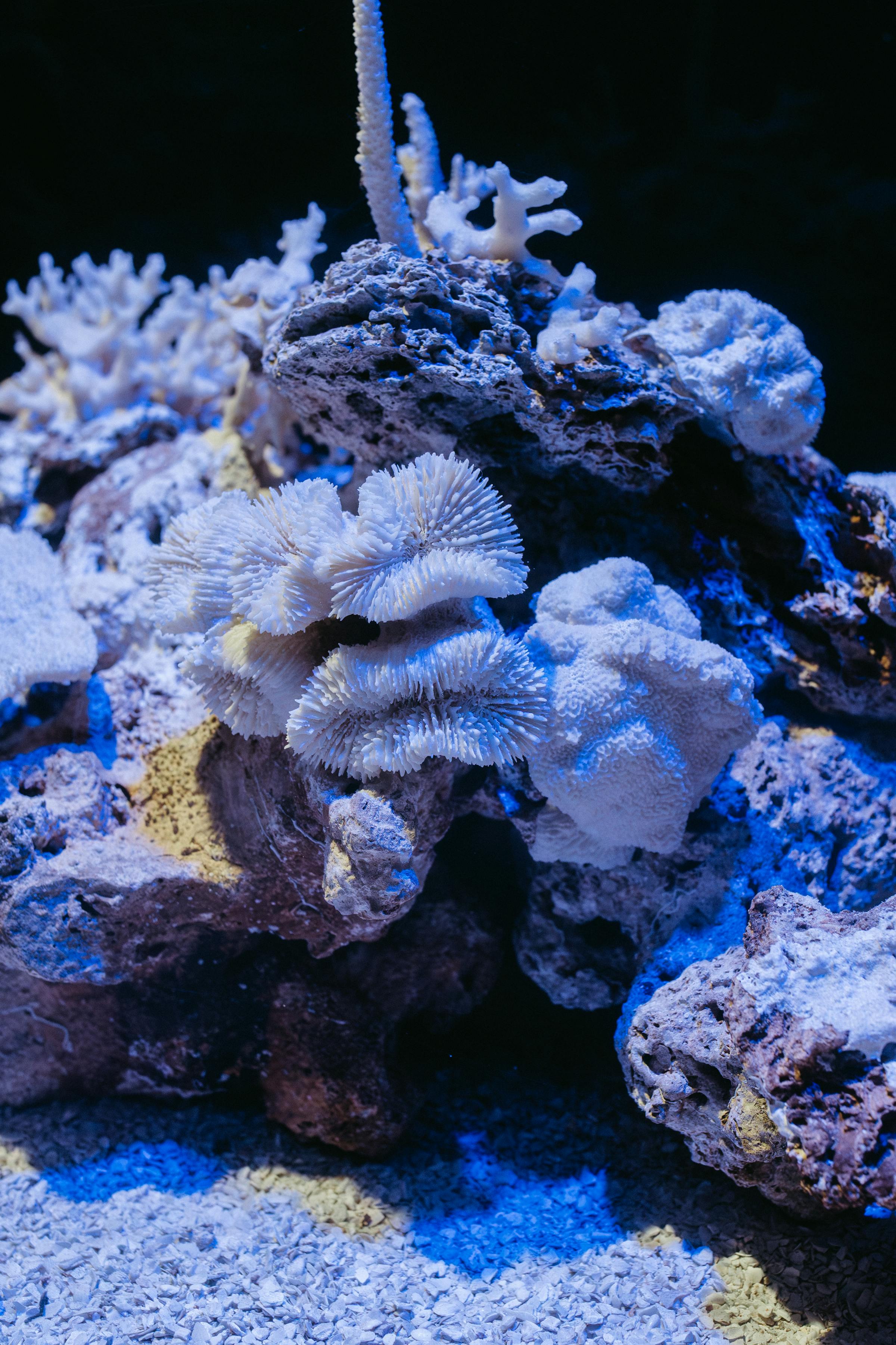 Reef aquarium