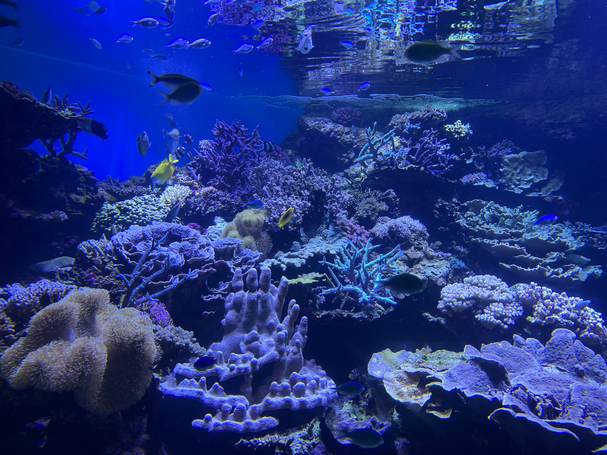 Reef aquarium