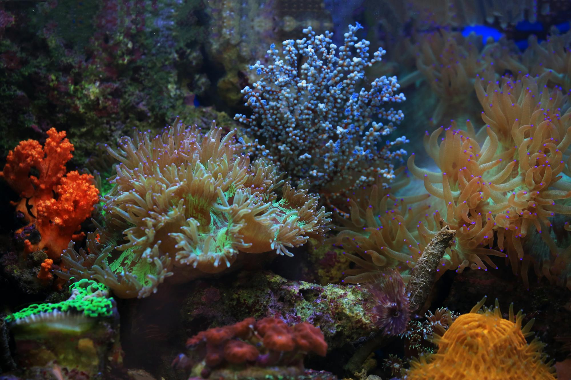 Reef aquarium